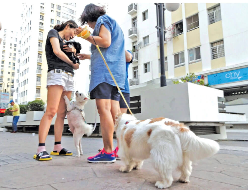 Danh sách chung cư cho nuôi thú cưng tại TPHCM