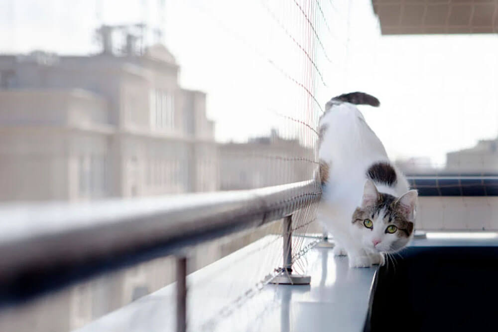 Hậu Quả Khi Không Tuân Thủ Quy Định Nuôi Thú Cưng