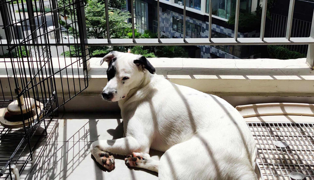 Trách Nhiệm Của Người Nuôi Thú Cưng Khi Sống Tại Chung Cư