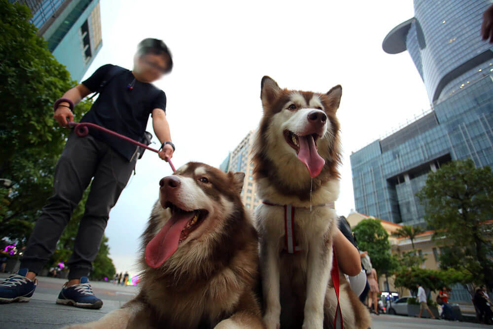 Quy Định Pháp Luật Về Việc Nuôi Thú Cưng Ở Chung Cư